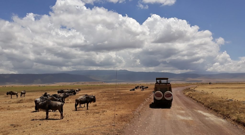 Safari v Ngorongoro