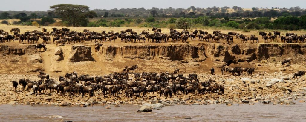Safari v Serengeti - překonávání řeky Mara 