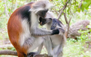 Gueréza Zanzibarská (Red Columbus Monkey)