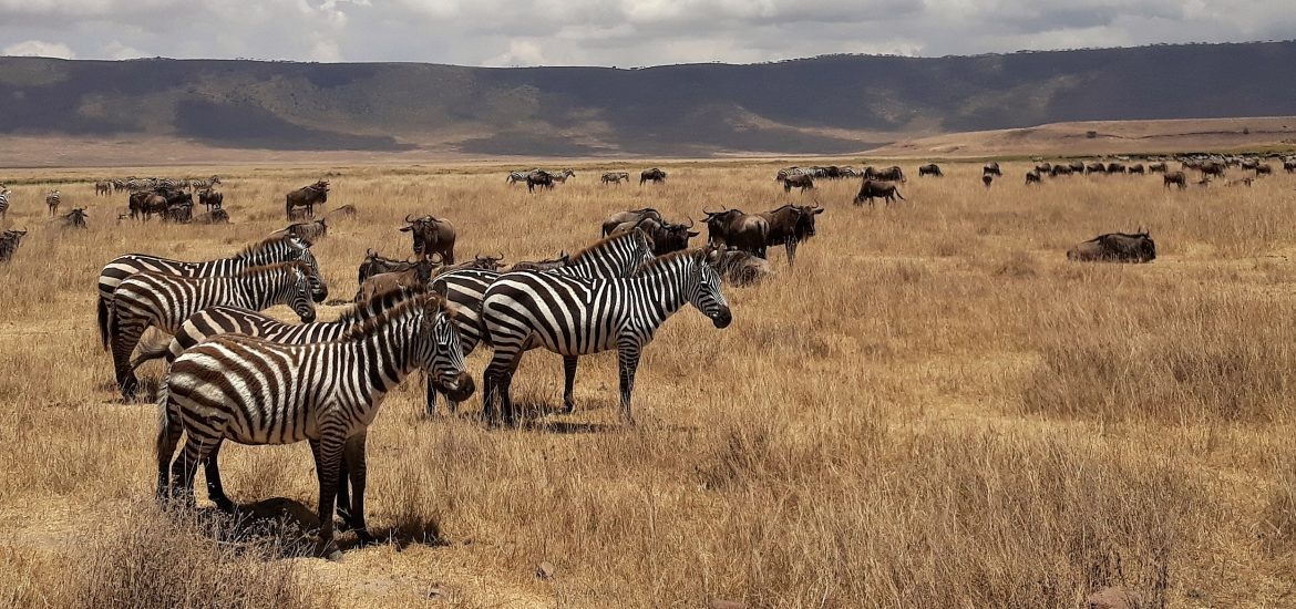 Safari nejen v Serengeti