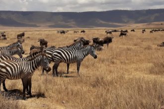 Safari nejen v Serengeti