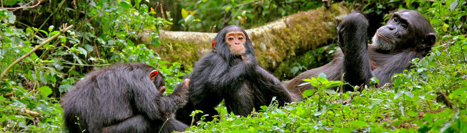 Setkání se šimpanzi v parku Gombe