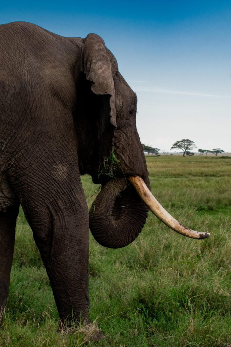 Safari v Serengeti a Ngorongoro