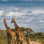 Safari v Serengeti