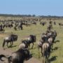 Safari v Serengeti a dalších národních parcích severní Tanzanie