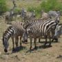 Safari v Serengeti a dalších národních parcích severní Tanzanie