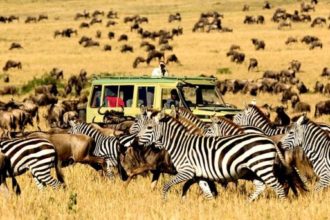 Safari autem za Velkou migrací v Serengeti