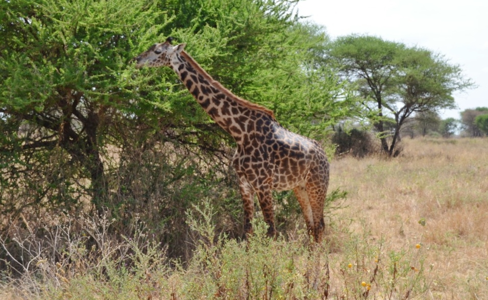Zájezd do Tanzanie - safari