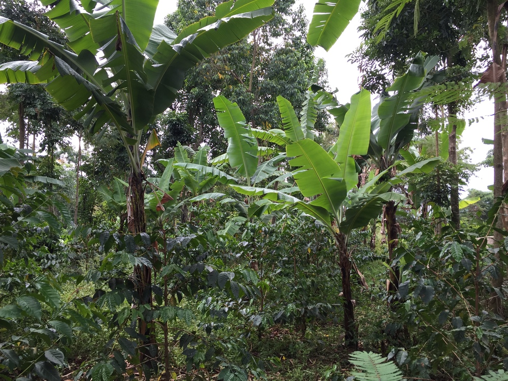 Banánovníky poskytují potřebný stín kávovníkům