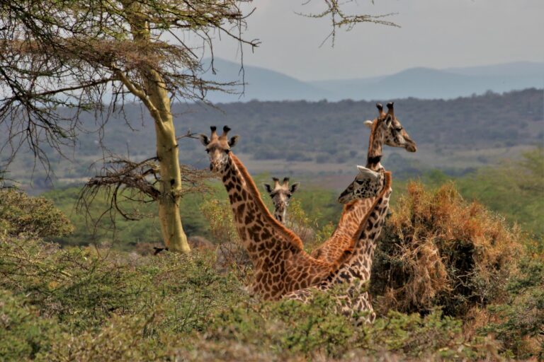 Výhody a nevýhody sdíleného safari
