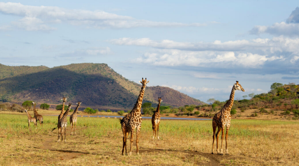 Žirafy s pohořím na pozadí v parku Mkomazi